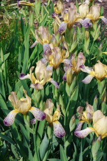 Variegated Sweet iris