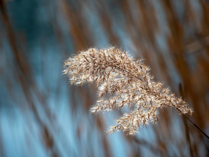 Common reed