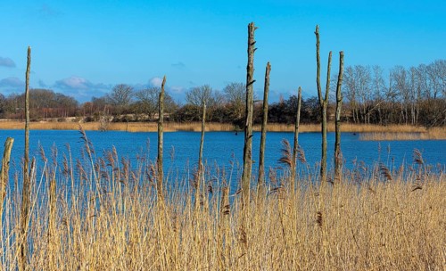 Nature reserve at the Mellnitz Ueselitzer Wiek on Ruegen
