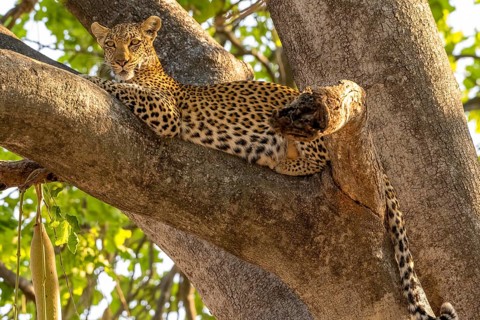 African leopard