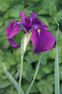 Silverband Iris