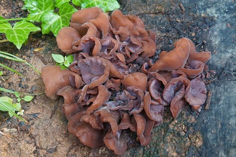Jelly ear