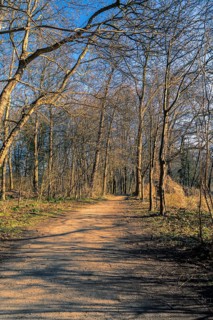 Hiking trail through an avenue at the Annateich in Hanover Kleefeld at sunrise