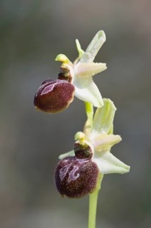 Black ophrys