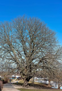 Natural Monument Tree on the banks of the Havel in Spandau