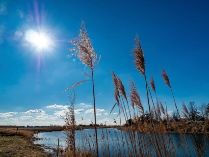 Common reed