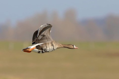 Greater white-fronted goose