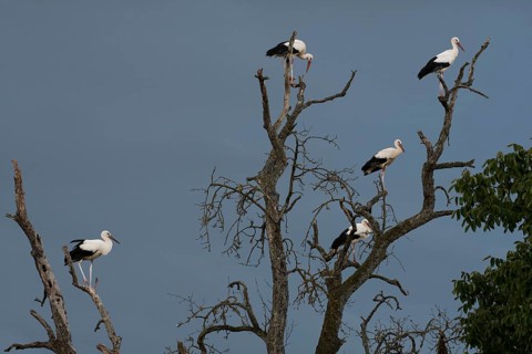 White stork