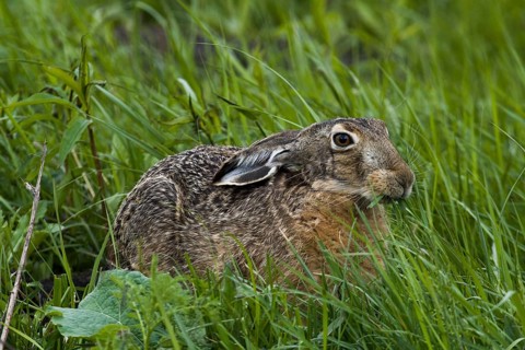 European hare