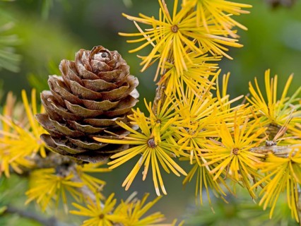 European larch