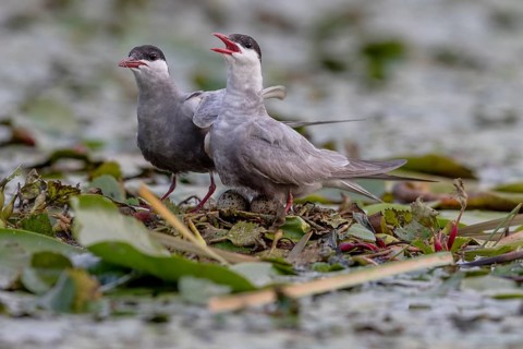 Two White-bearded Terns