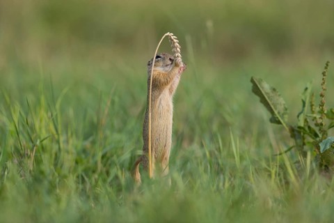 European ground squirrel