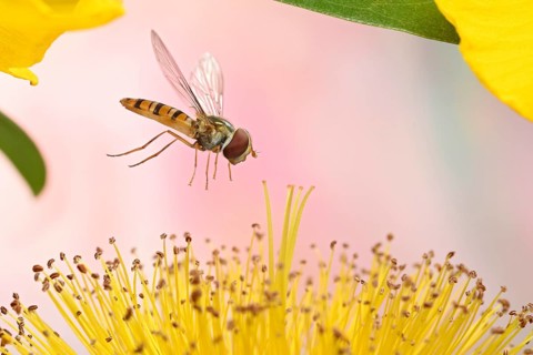 Marmalade hoverfly