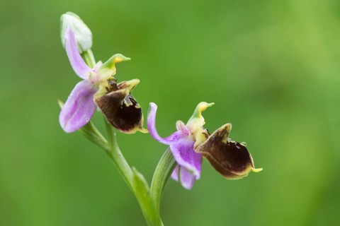 Late spider-orchid