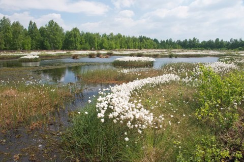 Bog landscape with common cottongrass