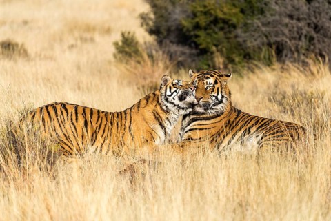 Bengal tiger