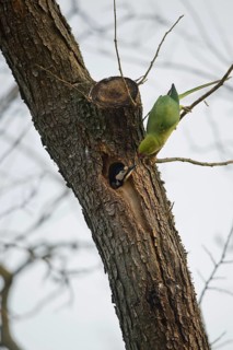 Rose-ringed parakeet