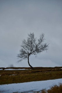 Silver birch