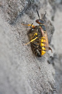 European beewolf