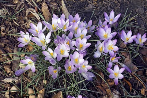 Woodland crocus
