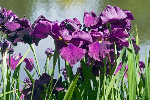 Silverband Iris
