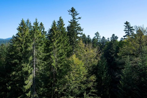 View from the treetop path of european spruce