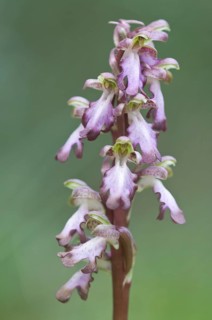 Giant orchid