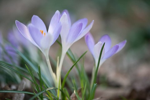 Early Crocus