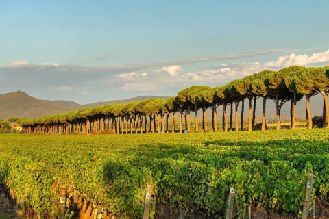 Avenue of maritime pine trees near Bolgheri