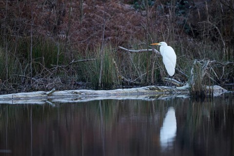 Great egret