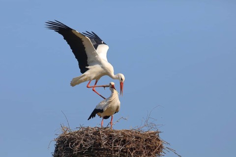 White stork