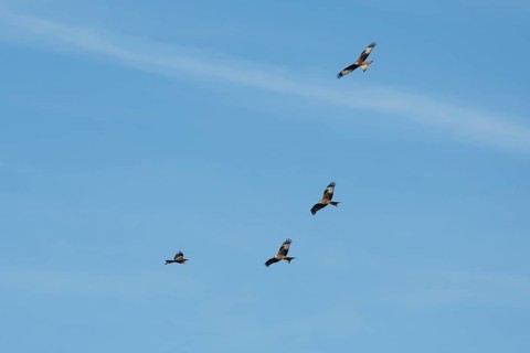 Red kite