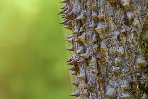 Thorns of the sand bush tree