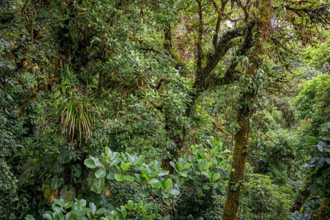Rainforest in Selvatura Park seen from a suspension bridge