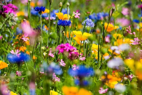 Flower meadow for insects