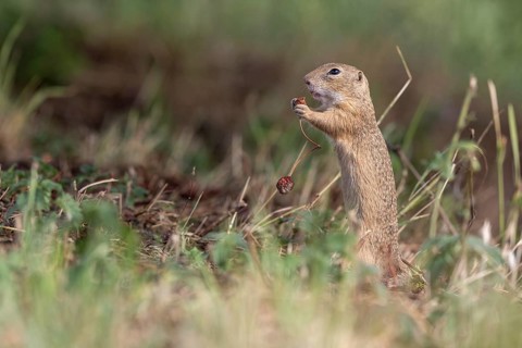 European ground squirrel