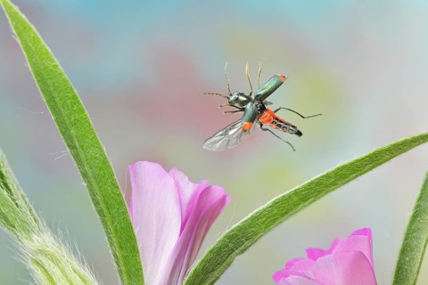 Malachite beetle