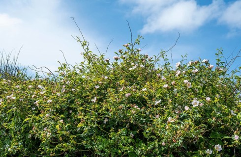 Flowering rugosa rose