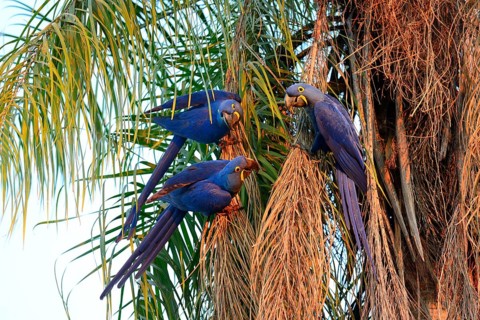 Hyacinth macaws
