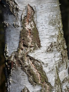 Bark of a warty birch