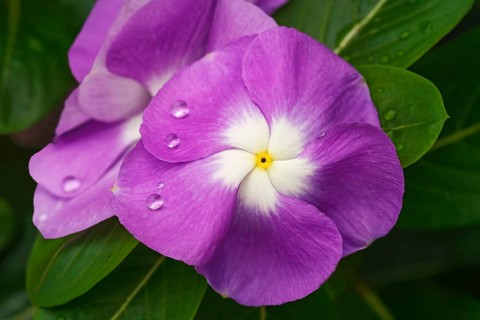 Madagascar periwinkle