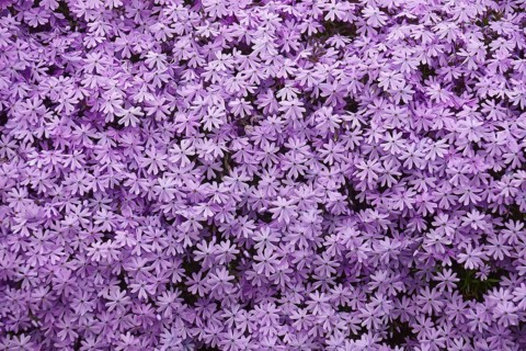 Creeping phlox
