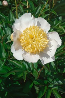 Bu-Te peony