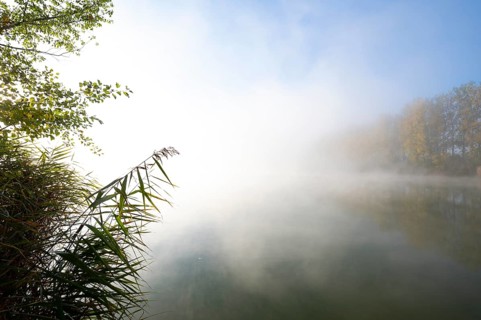 Morning fog in the Herbslebener Teiche nature reserve