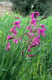 Italian italian gladiolus