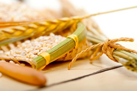 Organic barley grains over rustic wood table macro closeup