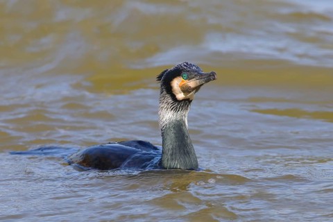 Great Cormorant