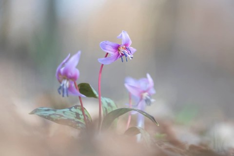 Flowering dog's tooth violet