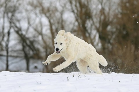 Kuvasz romping in the snow