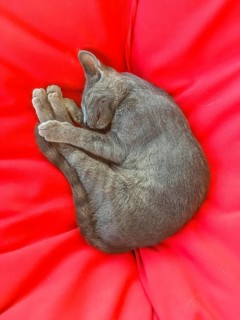 Grey cat sleeping on red sofa cushion